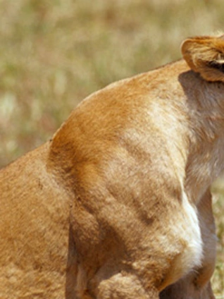 一拳超人 第二季 OVA3